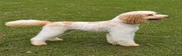 Cockapoo dogs for sale: F1b (Extra Curly) Cockapoos ✨ in Eastleigh - Advert 4
