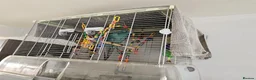 Ringnecks birds for sale: Blue kiraki and cadge  - Advert 2