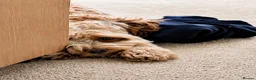 Labradoodle dogs for stud: ✨Proven Australian Labradoodle🌟 - Advert 6