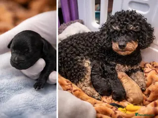 Toy Poodle dogs Kc registered toy poodle - Advert 5