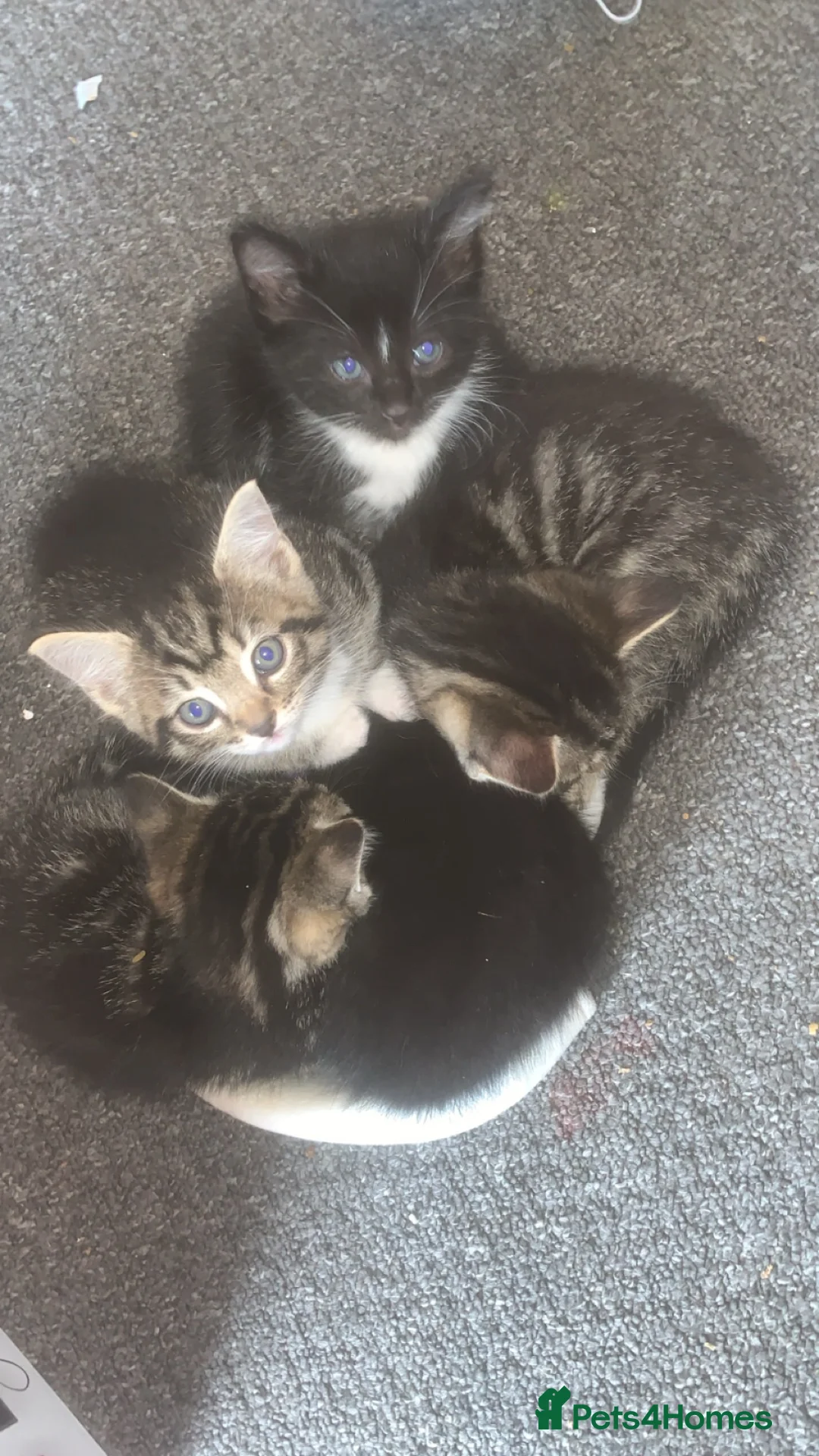 Mixed Breed cats for sale: Kittens for Sale. Mother Ragdoll - Advert 7