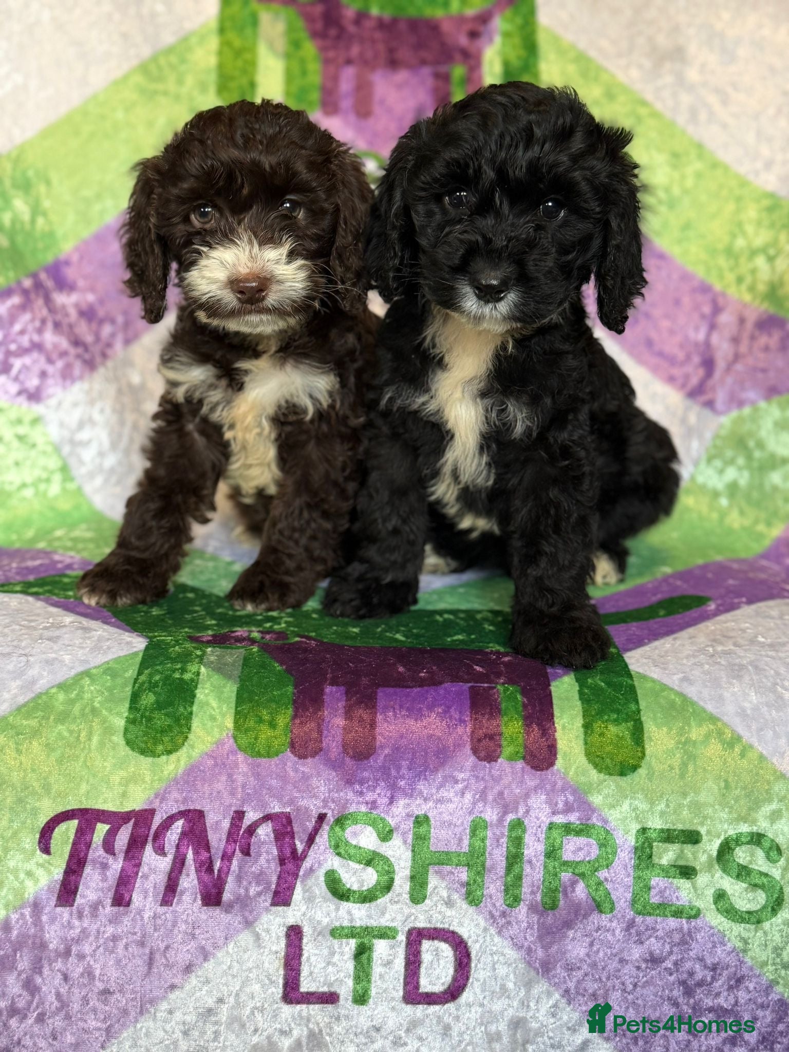 Cockapoo dogs F1 various mini cockapoos 30 dna health tested clr - Advert 1