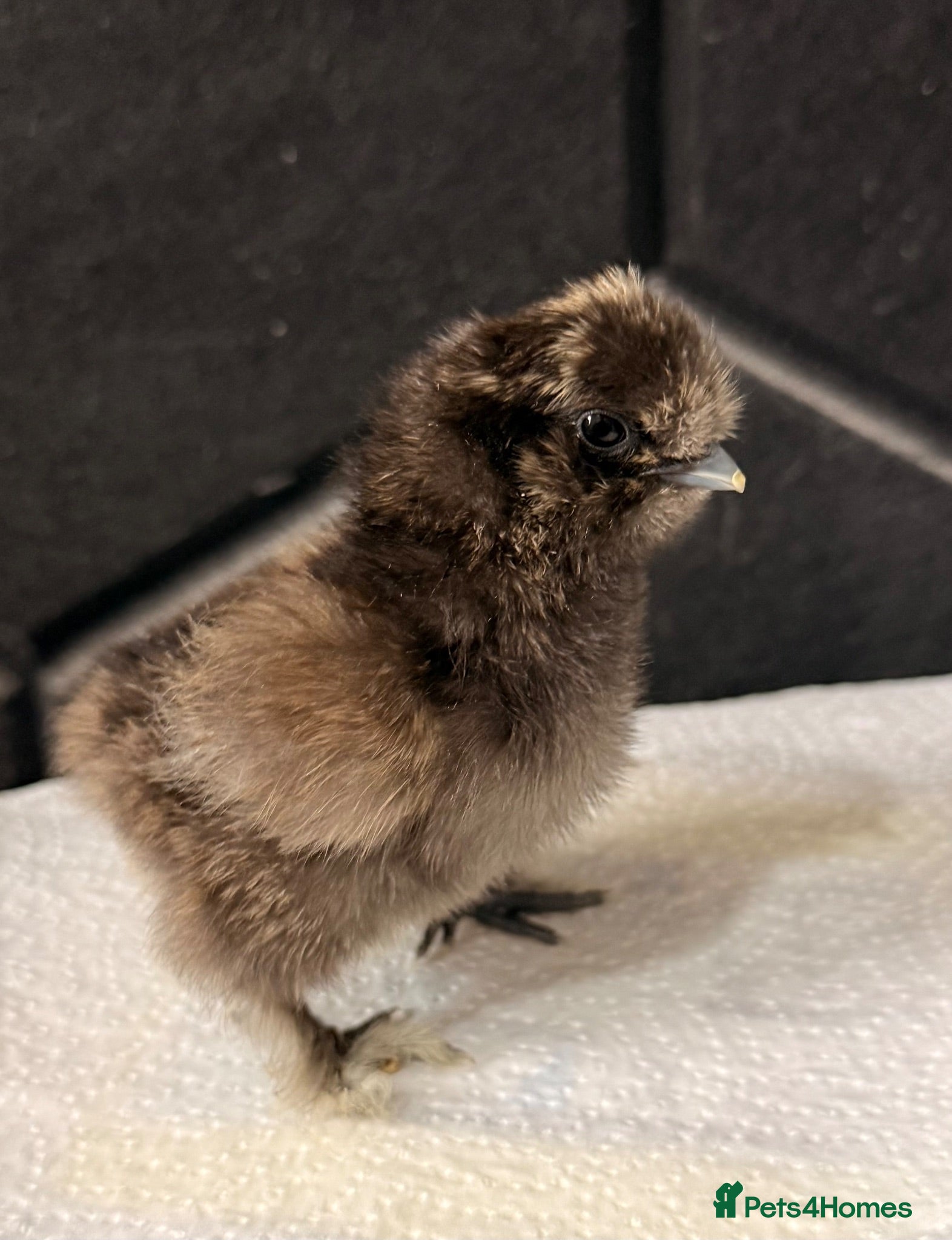 Chickens poultry Silkie chicks - Advert 1