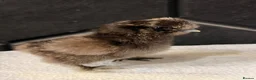 Chickens poultry for sale: Silkie chicks - Advert 1