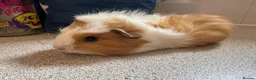 Guinea Pig rodents for sale: Beautiful baby piggies  - Advert 9