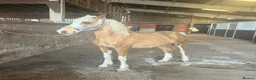 Welsh Section D horses for sale: Welsh d filly  in Stockton-on-Tees - Advert 2