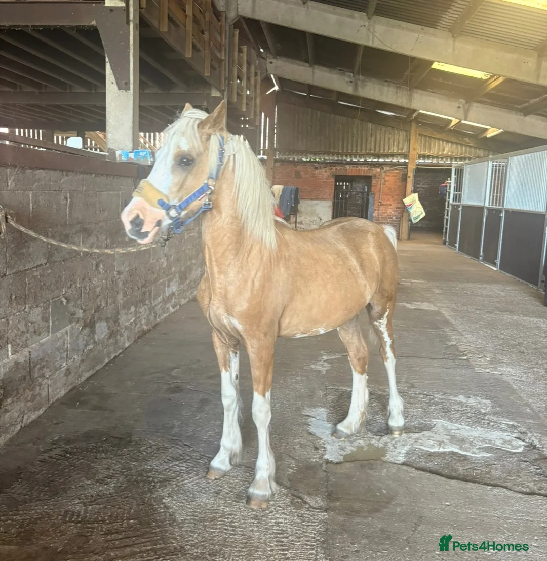 Welsh Section D horses for sale: Welsh d filly  in Stockton-on-Tees - Advert 2