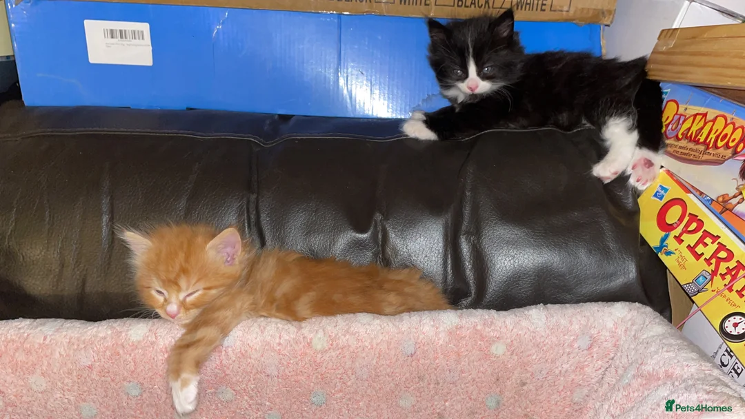 Domestic Shorthair cats for sale: Black n white Tuxedo Kittens - Advert 13