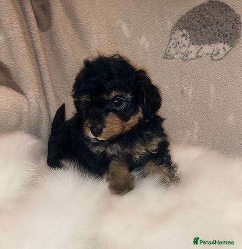 Cavapoo dogs Toy cavapoo WAITING LIST now open - Advert 4