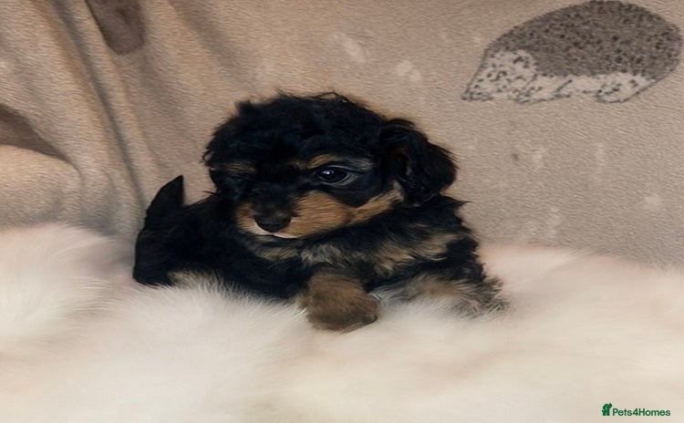 Cavapoo dogs - Advert 9