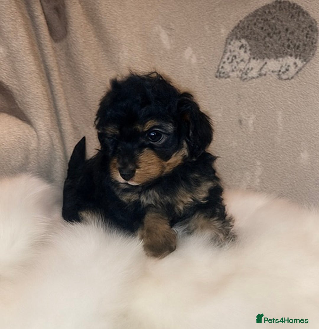 Cavapoo dogs for sale: Our last Toy cavapoo puppy looking for a home  - Image 1
