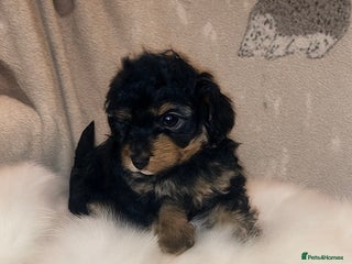 Cavapoo dogs - Advert 6