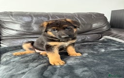 German Shepherd dogs for sale: TOP QUALITY SHOW LINES  - Image 11