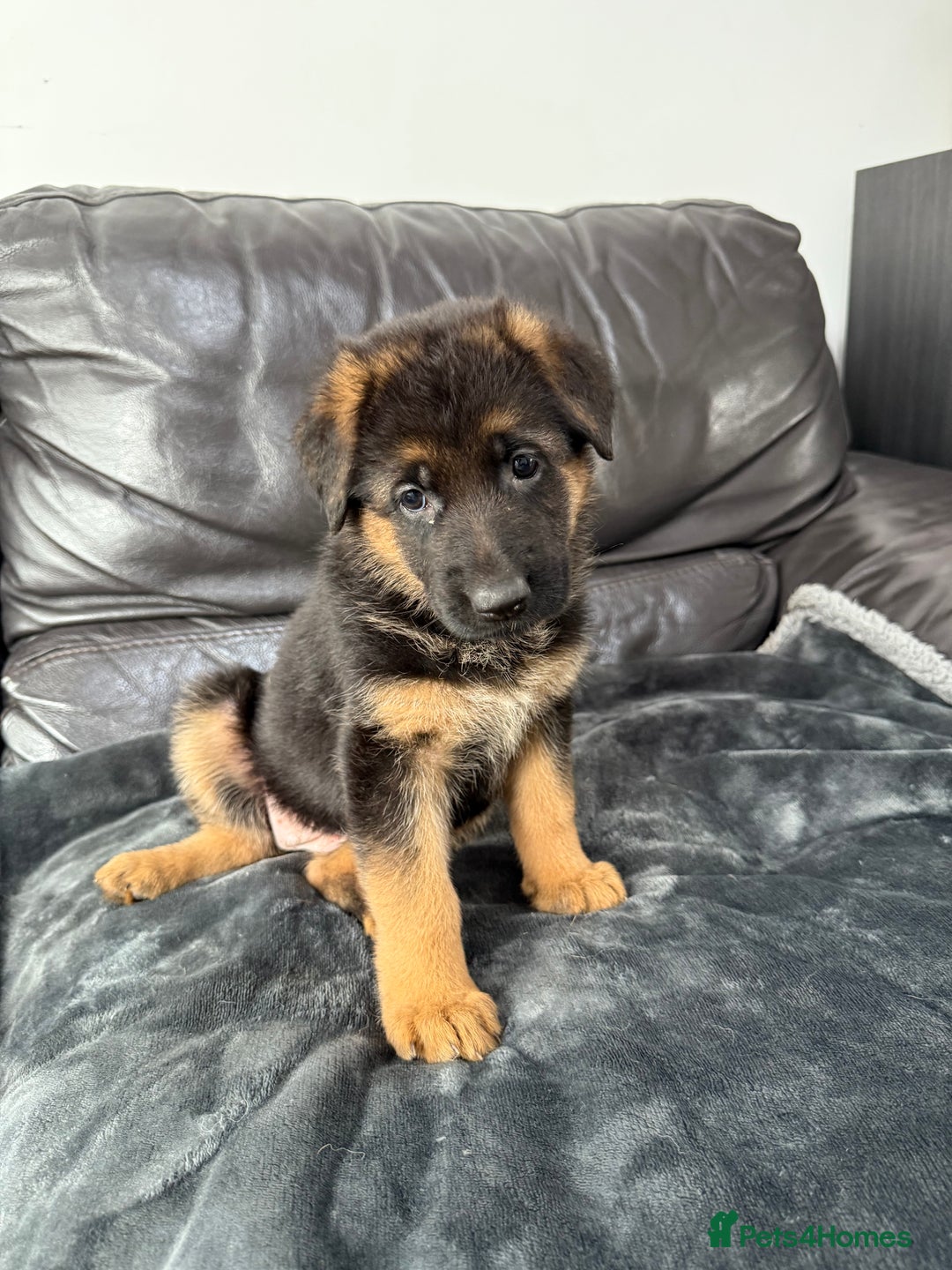 German Shepherd dogs for sale: TOP QUALITY SHOW LINES  - Image 11