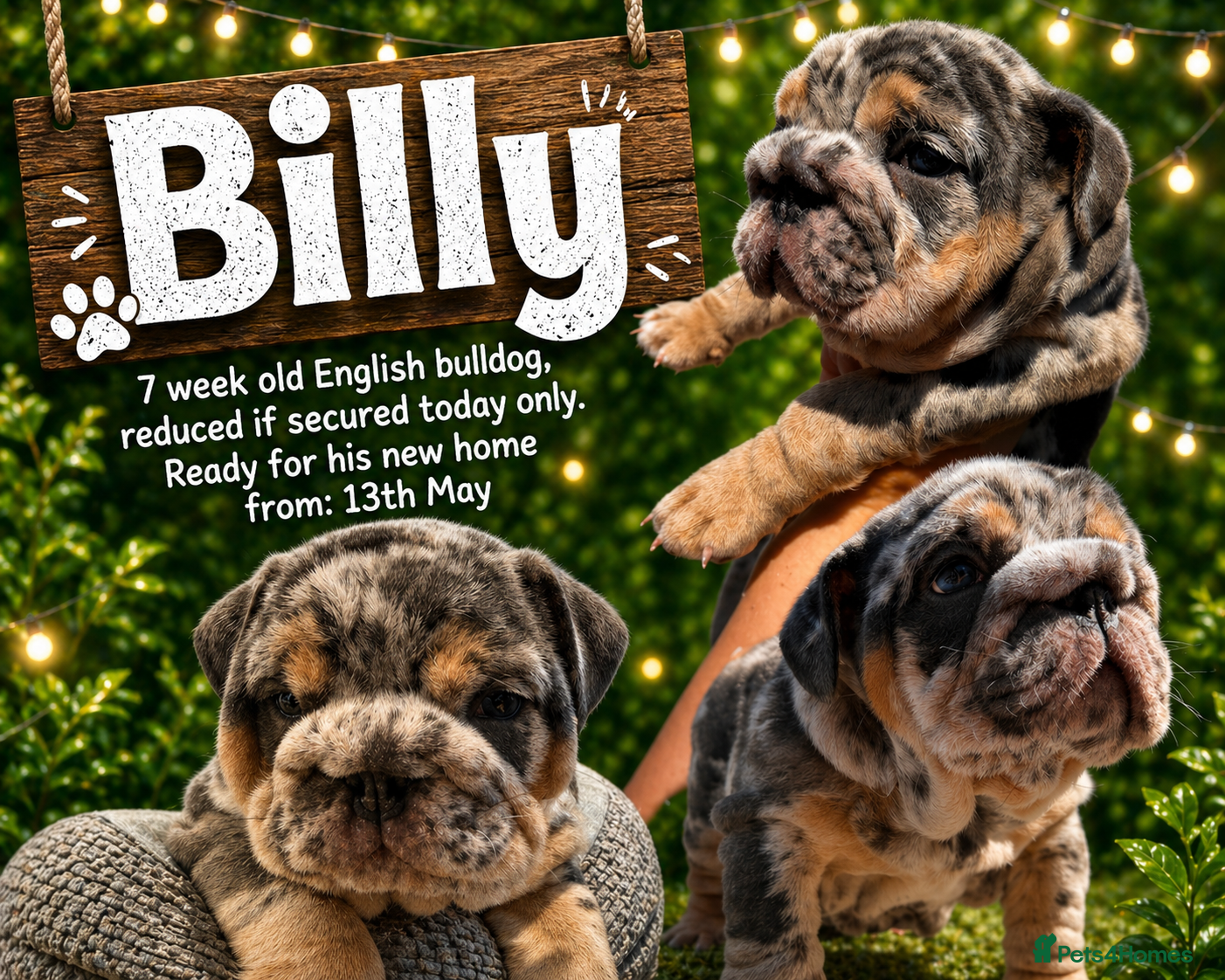English Bulldog dogs REDUCED TODAY ONLY! ✨ British Bulldog Male Puppy - Advert 3