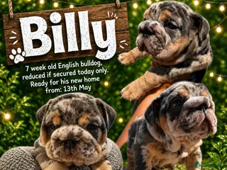 English Bulldog dogs REDUCED TODAY ONLY! ✨ British Bulldog Male Puppy - Advert 3