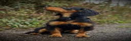 Cocker Spaniel dogs for stud: Stunning Black and Tan stud - Advert 6