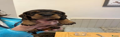 Dachshund Puppy 5