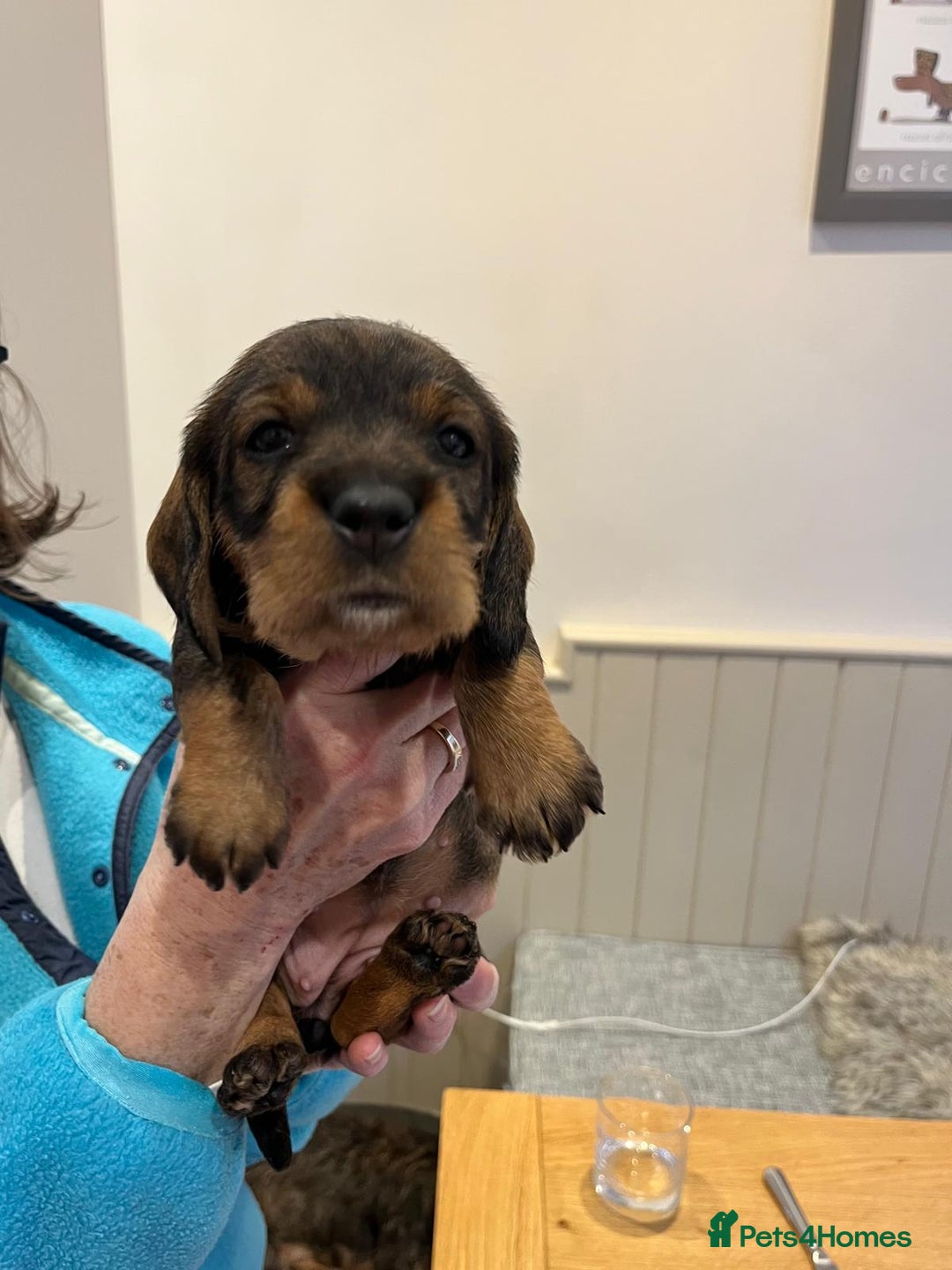 Dachshund dogs for sale: Standard Wire Haired Dachshund puppies - Advert 14