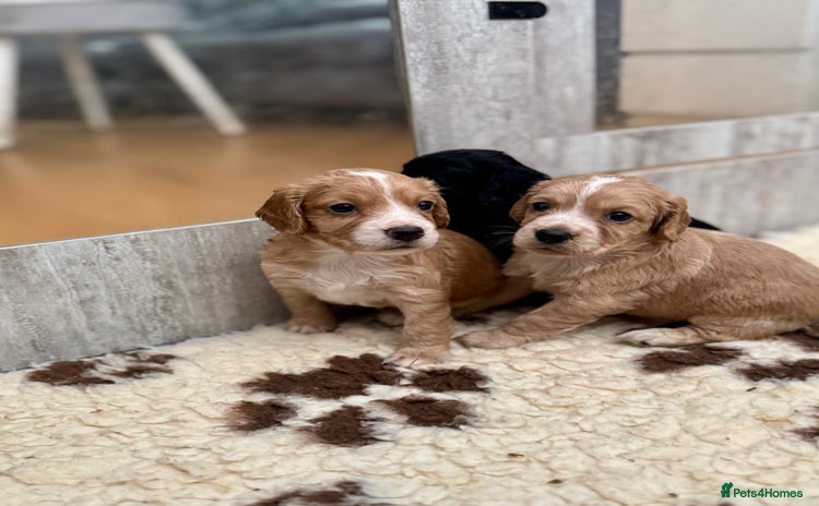 Cocker Spaniel dogs - Advert 2