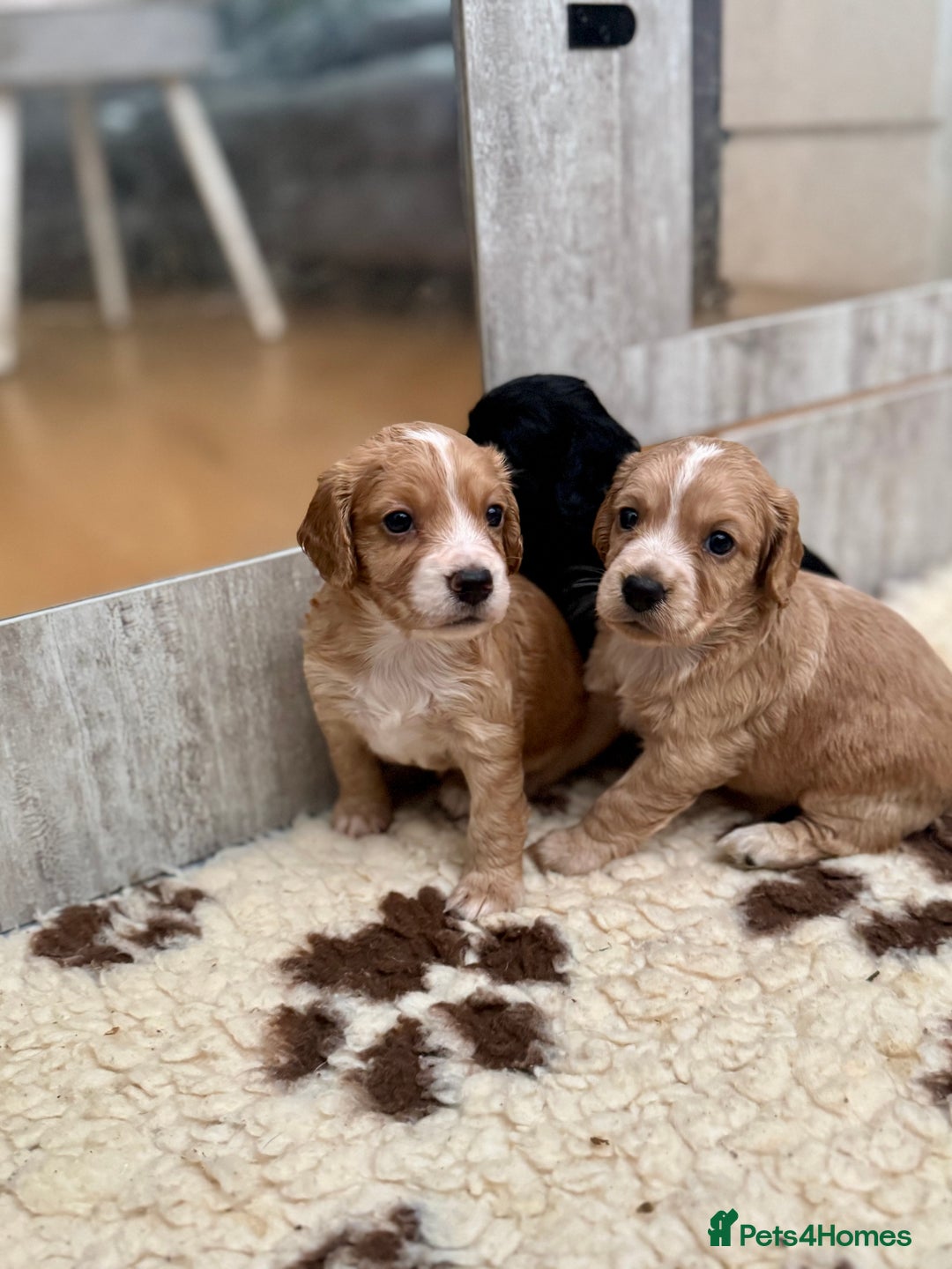 Cocker Spaniel dogs for sale: Golden KC working cocker spaniel puppies  - Image 1