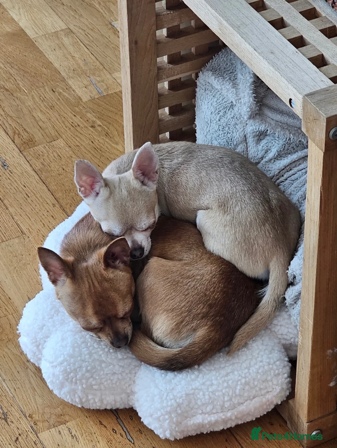 Chihuahua dogs for sale: Two Beautiful, Well-Socialised Chihuahua boys  - Advert 19