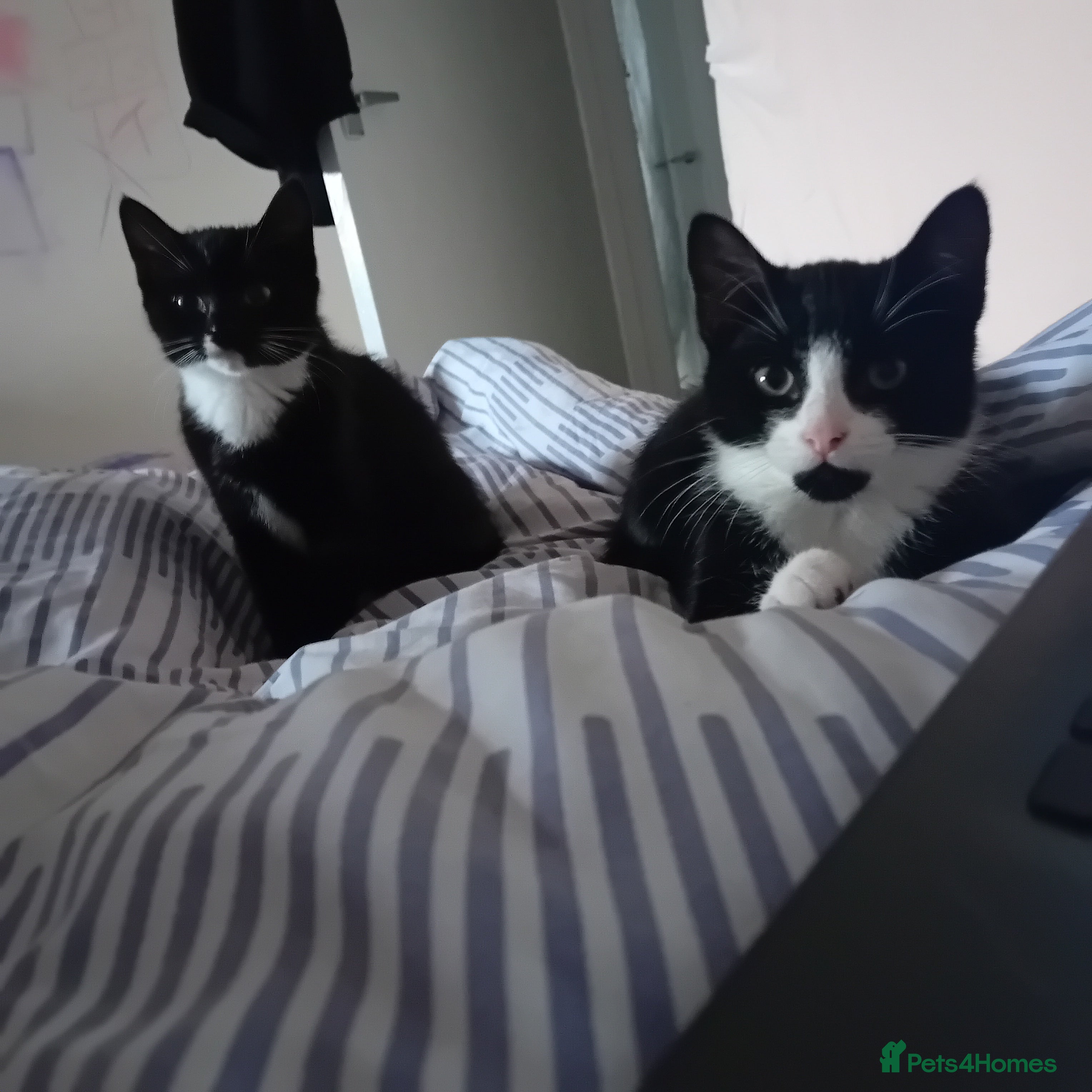 Mixed Breed cats 2 beautiful kittens - Advert 4