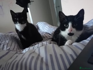 Mixed Breed cats 2 beautiful kittens - Advert 1