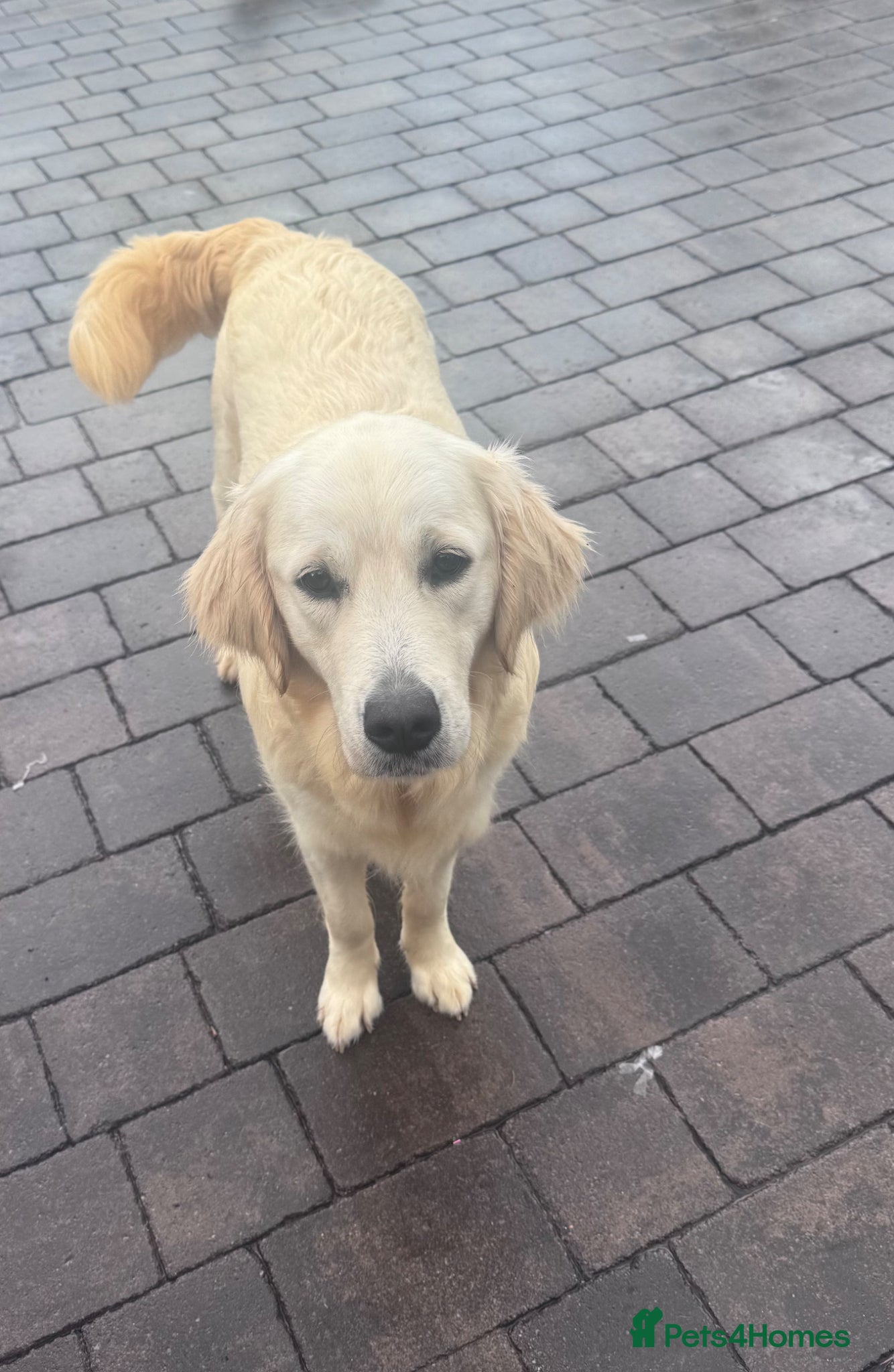 Mini Goldendoodle dogs for sale: F1 mini golden doodles - Advert 1