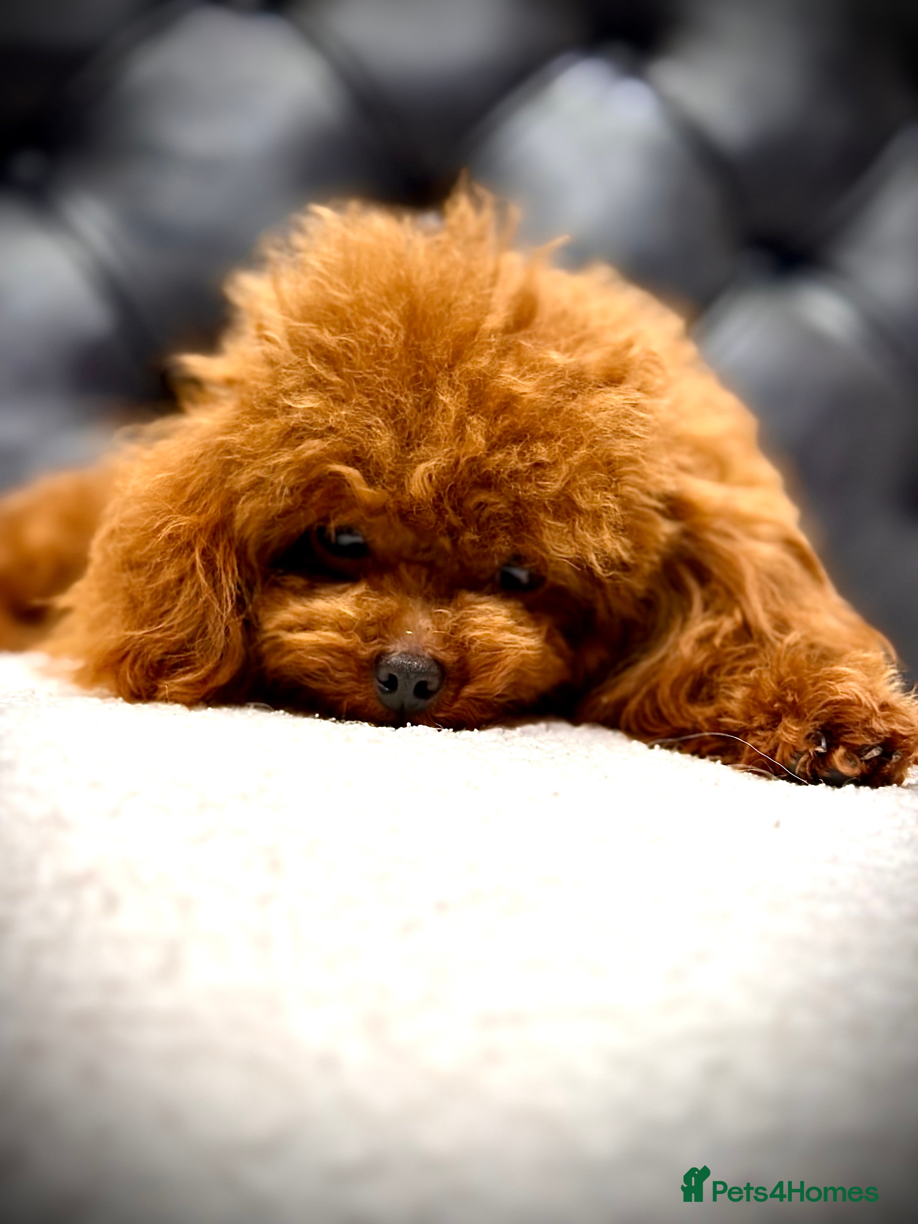 Toy Poodle dogs 🍒 Imported Tiny Red Asian Toy Poodle for Stud 🍒 - Advert 4