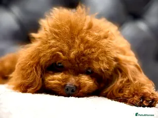 Toy Poodle dogs 🍒 Imported Tiny Red Asian Toy Poodle for Stud 🍒 - Advert 4