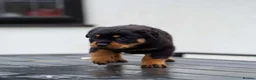 Rottweiler dogs for sale: Chunky German Rottweilers pups  - Advert 2