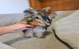 Yorkshire Terrier dogs for sale: Last female Yorkshire Terrier puppy left - Image 8