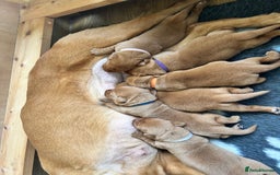 Labrador Retriever dogs for sale: KC Fox Red Labrador puppies - Image 15