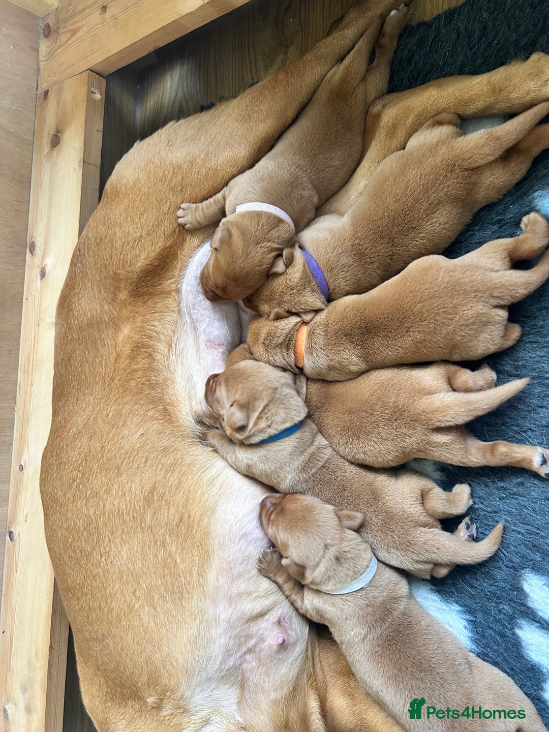 Labrador Retriever dogs for sale: KC Fox Red Labrador puppies - Image 15