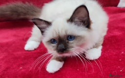 Birman cats for sale: GORGEOUS SEAL PT. FEMALE & CHOCOLATE MALE KITTENS - Image 1