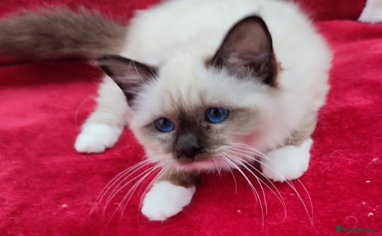 Birman cats - Advert 1