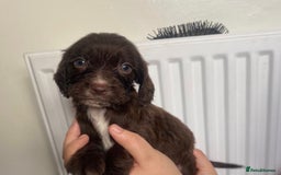 Sprocker dogs for sale: 7 Beautiful sprocker puppies  - Image 9