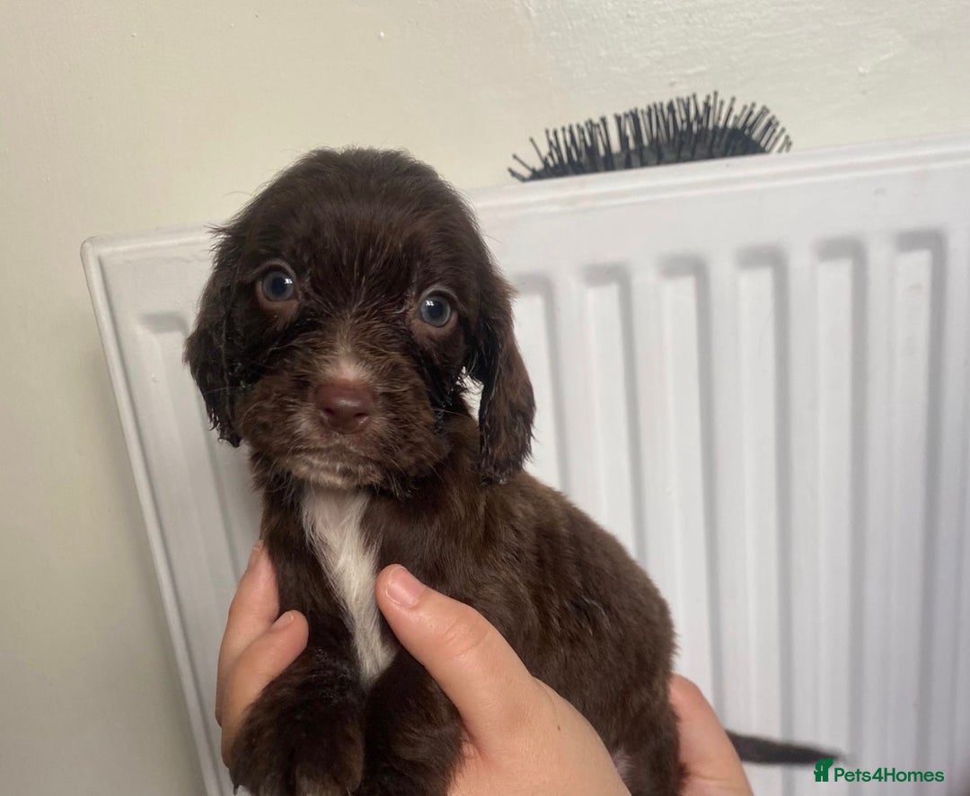 Sprocker dogs for sale: 7 Beautiful sprocker puppies  - Image 9