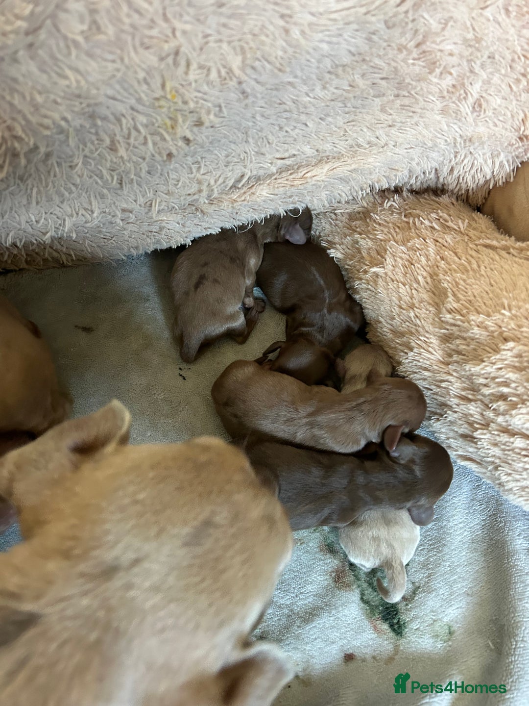 Dachshund dogs for sale: Beautiful dachshund puppies  - Image 19