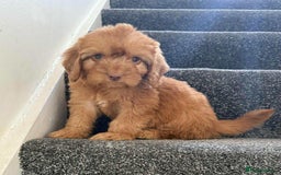 Cockapoo dogs for sale: Beautiful cockapoo puppies  - Image 12