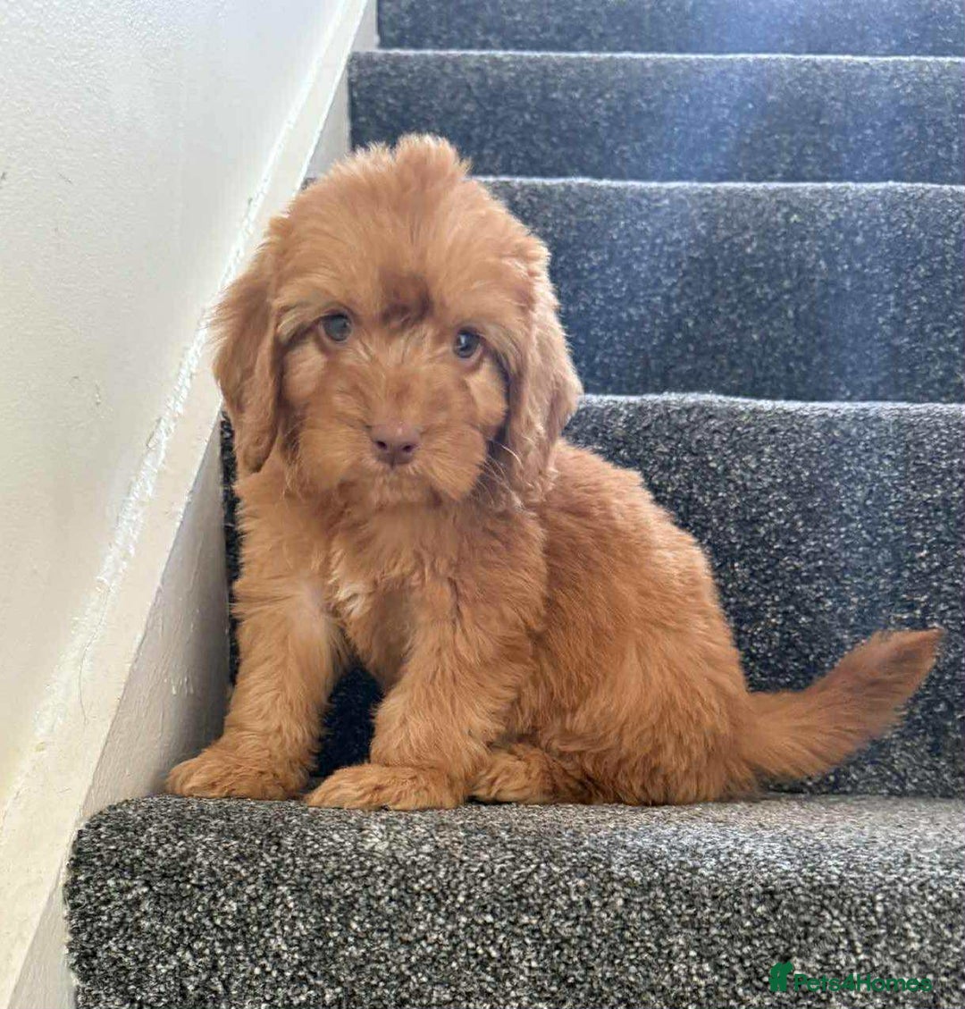 Cockapoo dogs for sale: Beautiful cockapoo puppies  - Image 12