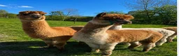 Alpaca livestock for sale: 4X Alpacas and trailer included - Advert 3