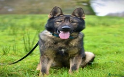 German Shepherd dogs for sale: German shepherd puppies  - Image 4