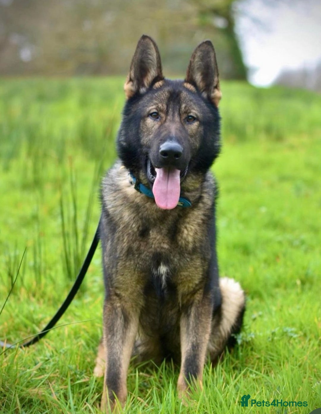 German Shepherd dogs for sale: German shepherd puppies  - Image 4