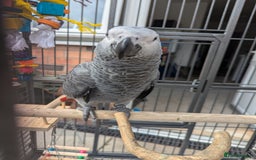 Parrots birds for sale: African grey parrot (Skittles) - Image 7