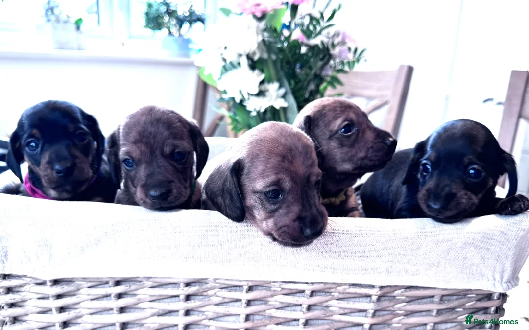 Miniature Dachshund dogs for sale: Gorgeous girls Mini Dachshund  - Advert 16