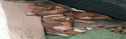 Miniature Dachshund dogs for sale: Beautiful Dachshunds - Advert 5