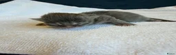 Maine Coon cats for sale:     Stunning Maine Coon x Ragdoll Kittens  - Advert 7