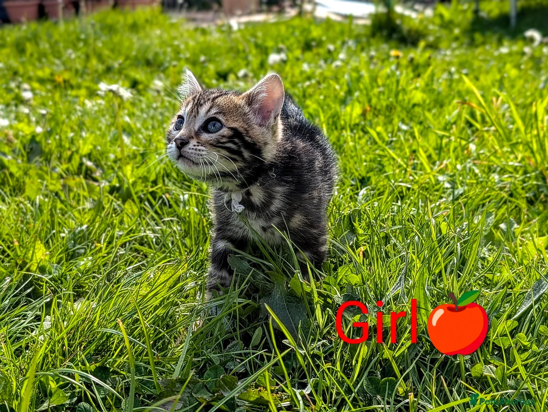 Bengal cats for sale: £799!TICA GlitterBengals|HighContrast|Healthtested - Advert 1